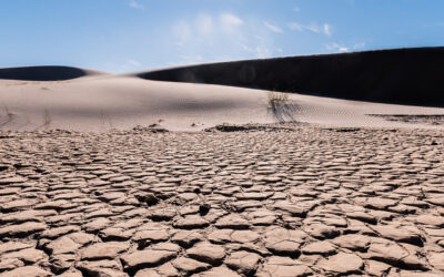 Who’s taking SDGs, ESG and net-zero seriously?